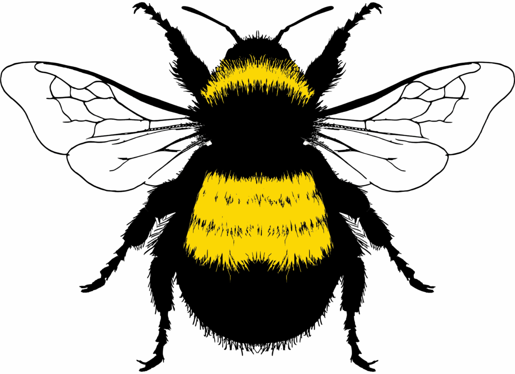 BCC BumbleBee MED